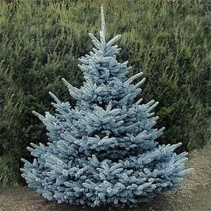 Picea pungens cs "SBS" "Super Blue Seedling" - blue fir (Square pot 9x9x20 cm)