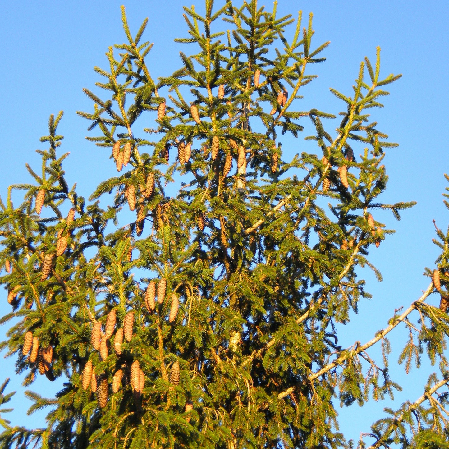 Picea abies - abete rosso, peccio (Pianta in vaso)