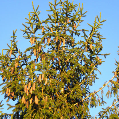 Picea abies - abete rosso, peccio (Pianta in vaso)