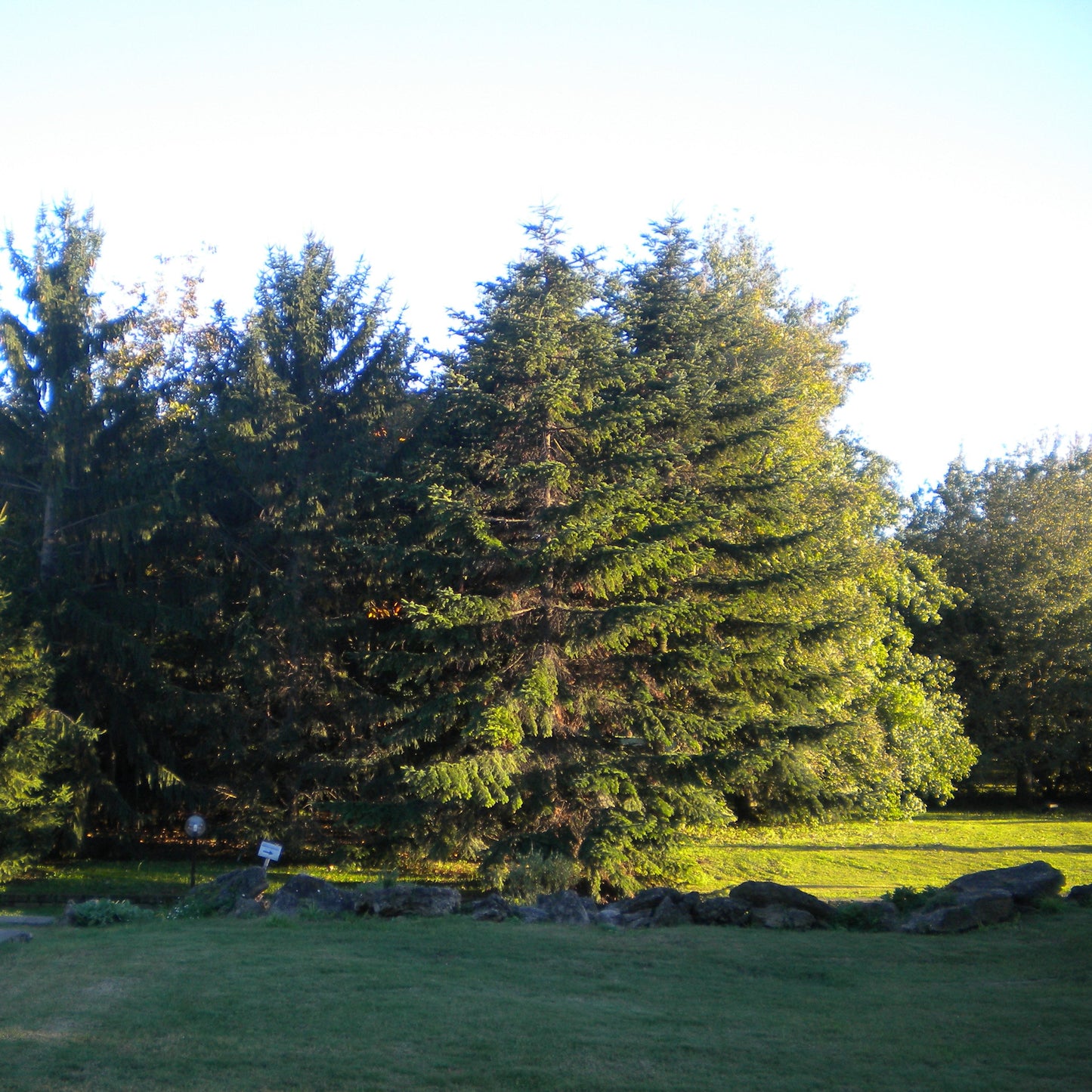 Picea abies - abete rosso, peccio (Pianta in vaso)