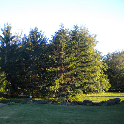 Picea abies - abete rosso, peccio (Pianta in vaso)