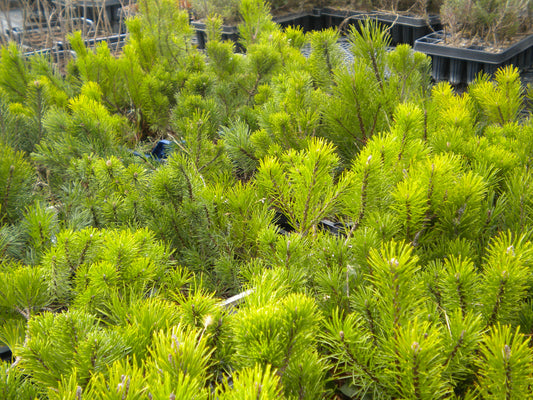 Pinus mugo var. mughus - pino mugo (Alveolo forestale)