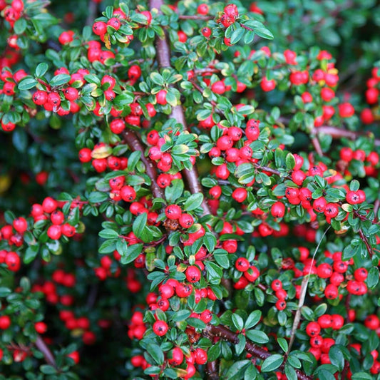 Cotoneaster horizontalis - cotognastro tappezzante (20 semi)