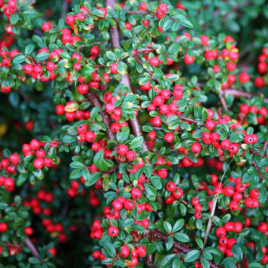 Cotoneaster horizontalis - ground cover quince (Forestry alveolus)