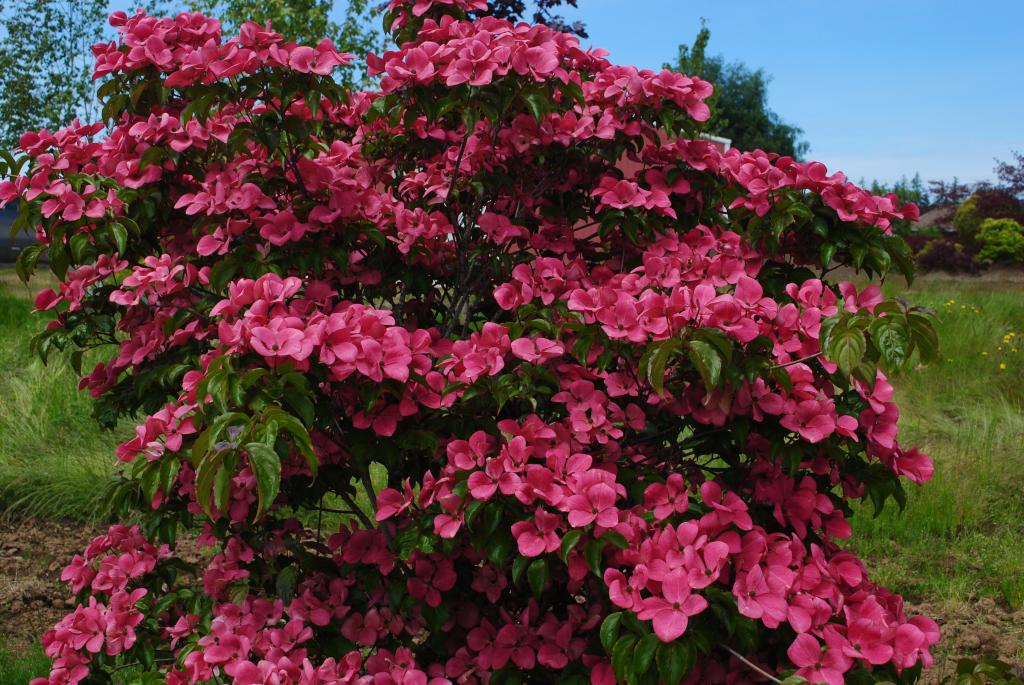 Cornus kousa - corniolo del Giappone (fiore rosso) (Vaso 18 cm)