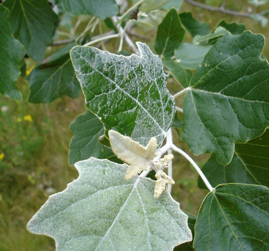 Populus alba - white poplar (Square vase 9x9x20 cm)