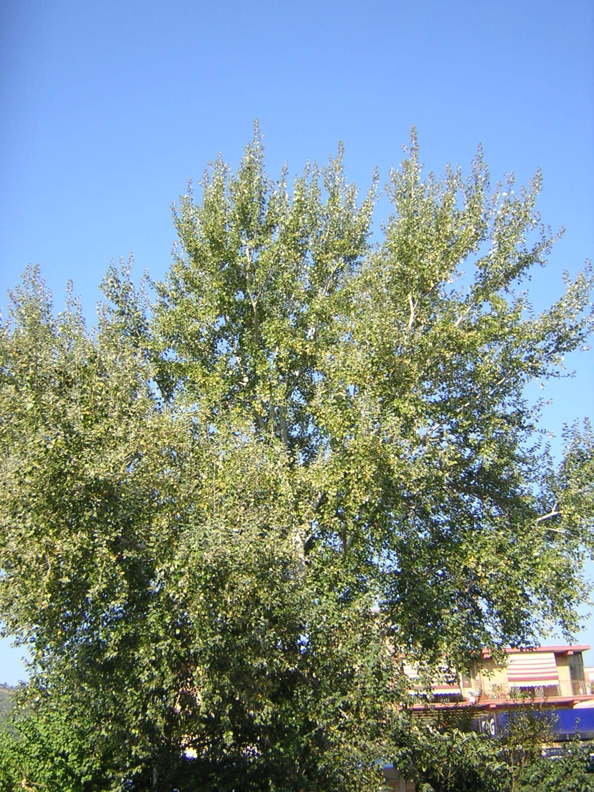 Populus alba - white poplar (Forestry alveolus)