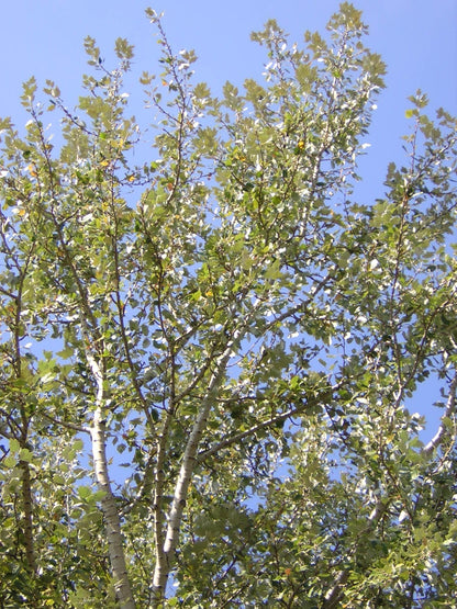 Populus alba - white poplar (Forestry alveolus)