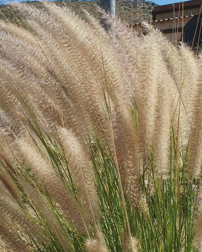 Pennisetum setaceum - penniseto allungato - Semi 0,1gr