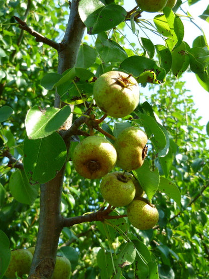 Pyrus pyraster - wild pear (Square vase 9x9x20 cm)