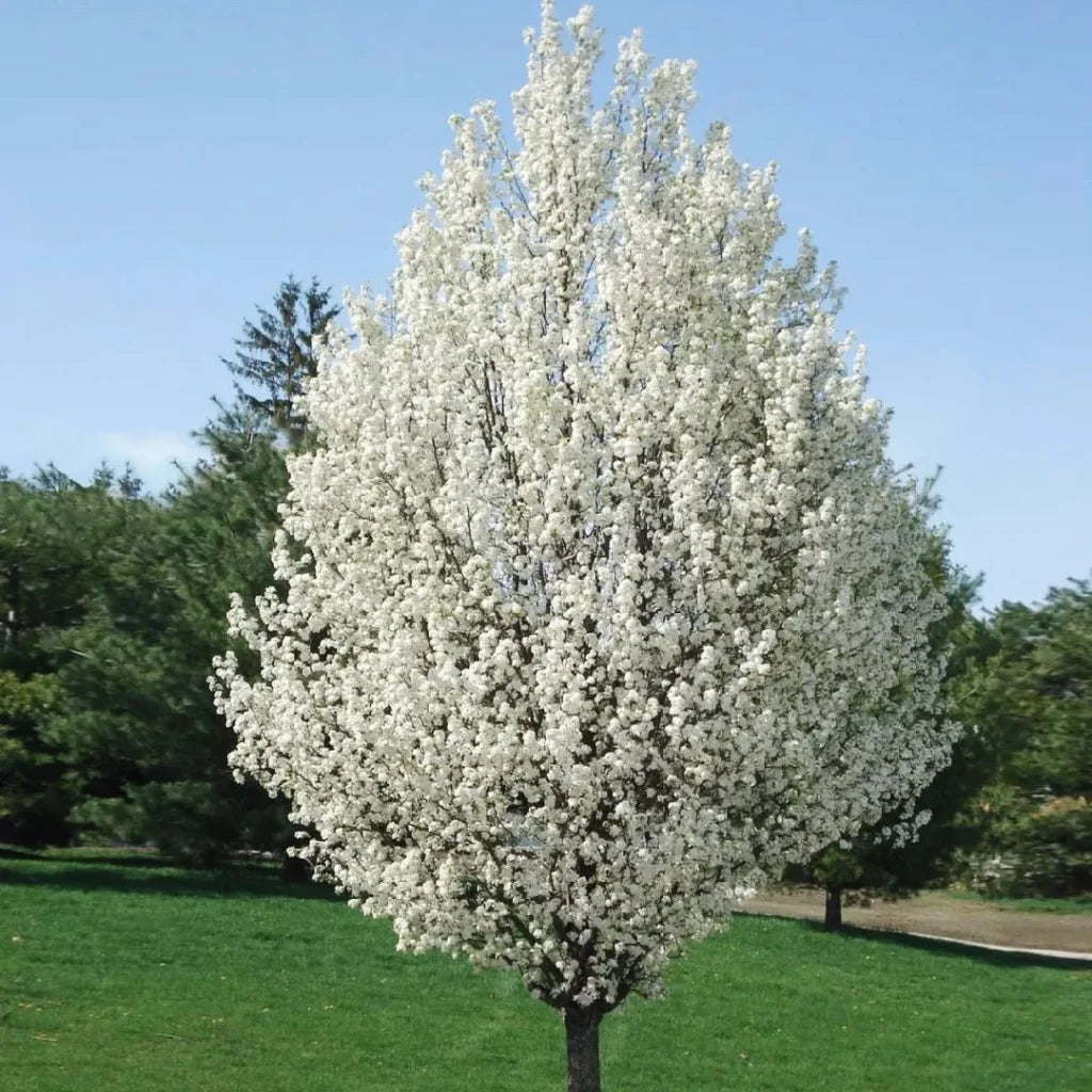 Pyrus calleryana cv "Chanticleer" - pero da fiore (Vaso quadro 9x9x20 cm)