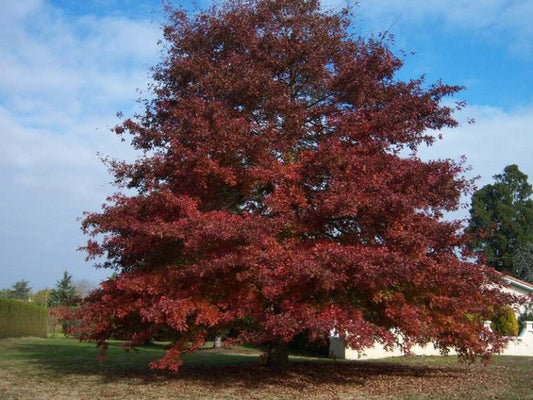 Quercus rubra - red oak (Square vase 9x9x20 cm)