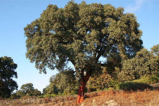 Quercus suber - cork tree (Square vase 9x9x20 cm)