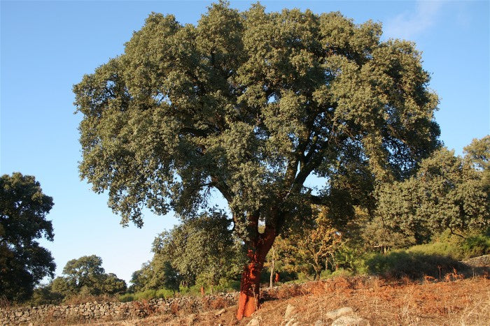 Quercus suber - cork tree (Offer 40 forest cells)