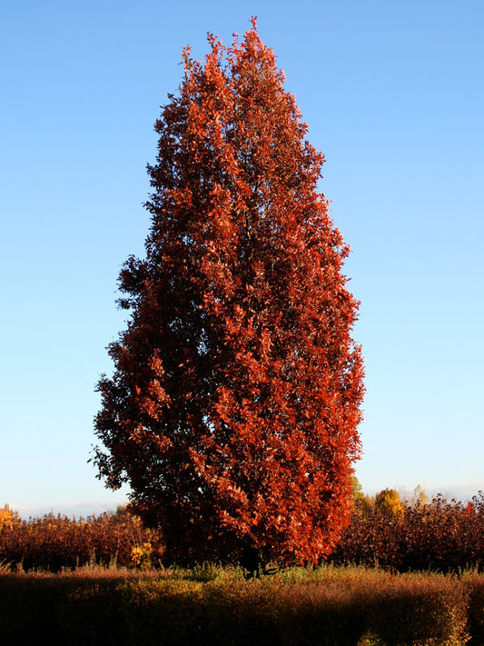 Quercus x bimundorum "Crimson spire" - oak of the two worlds (Forest alveolus)