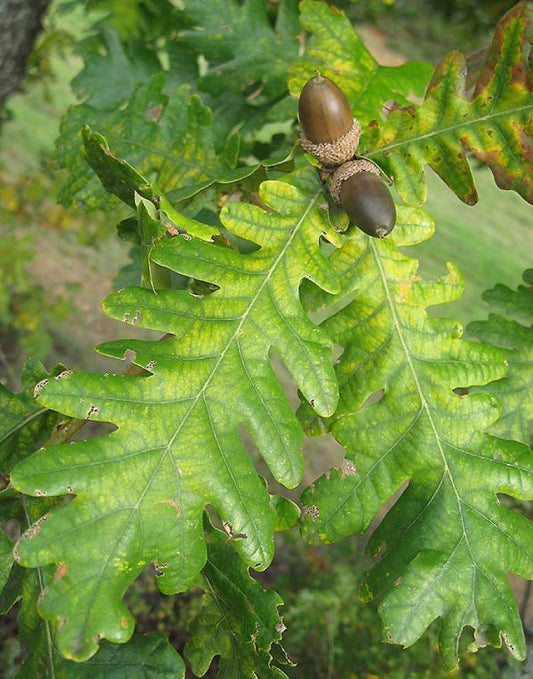 Quercus x megaleia - Laughlin Oak (Forest Alveolus)
