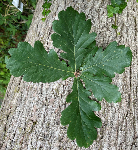 Quercus macranthera - Quercia Persiana (Alveolo forestale)