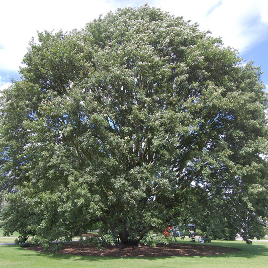 Quercus castaneifolia - quercia a foglie di castagno (Vaso quadro 9x9x20 cm)