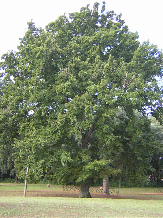 Quercus cerris - cerro (Alveolo forestale)