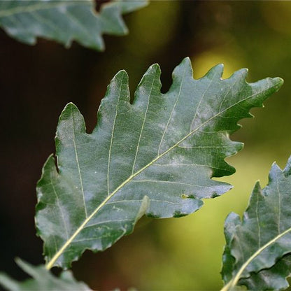 Quercus x streimii - Rovere di Stremer (Vaso quadro 9x9x20 cm)