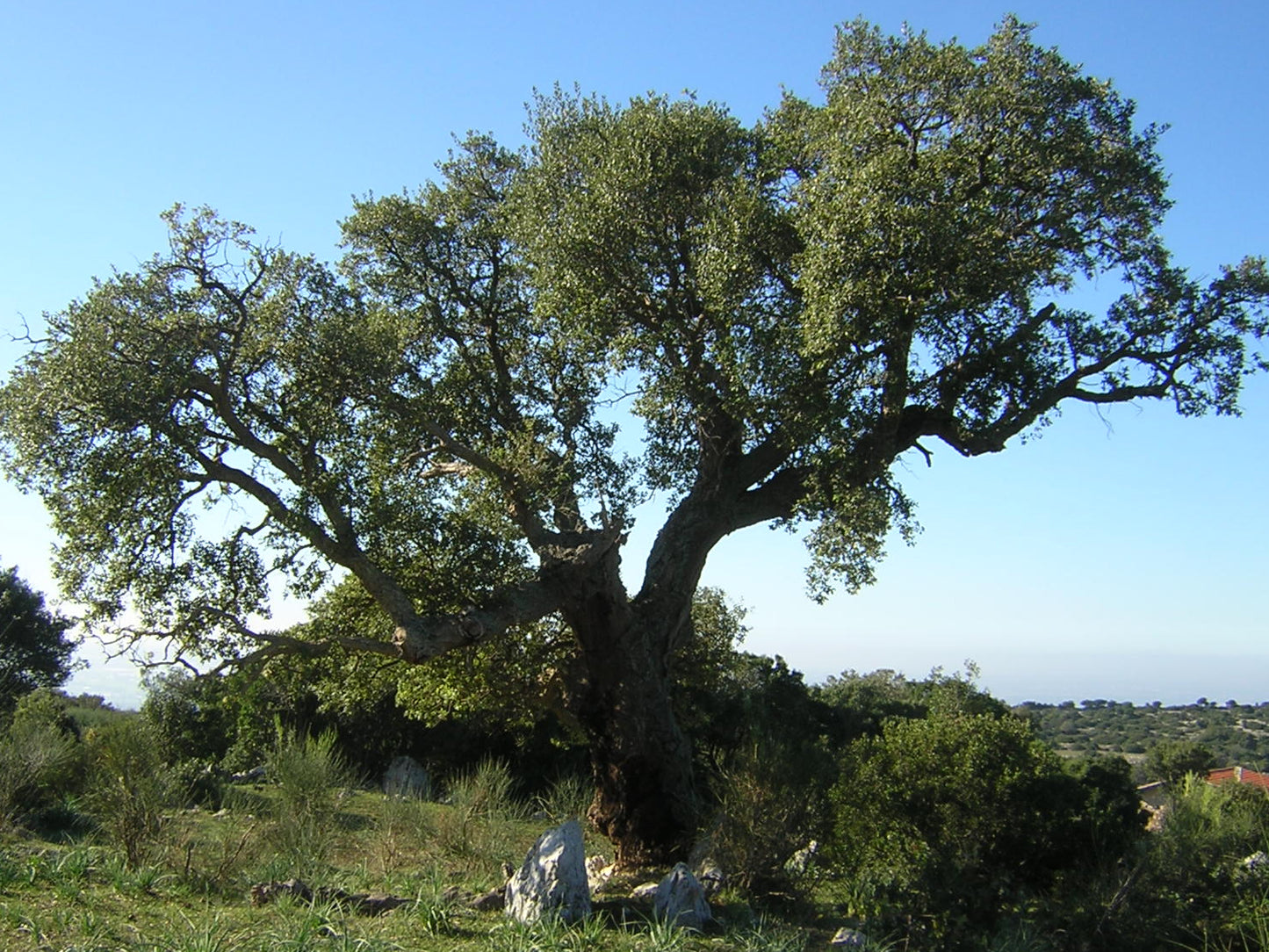 Quercus suber - cork tree (5 seeds)