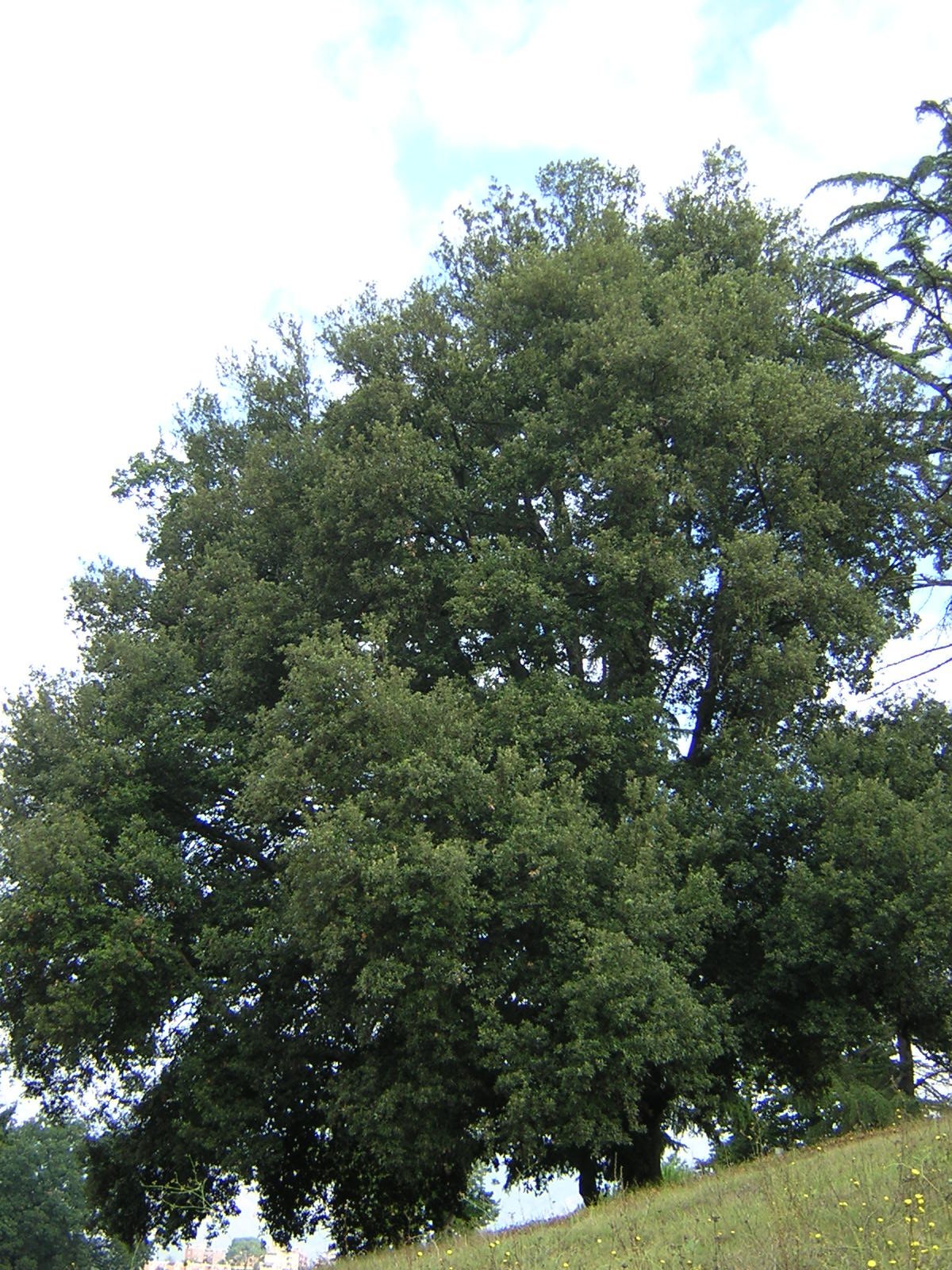 Quercus ilex - leccio (Vaso quadro 9x9x20 cm)