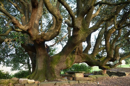 Quercus ilex - leccio (Vaso 20 cm)