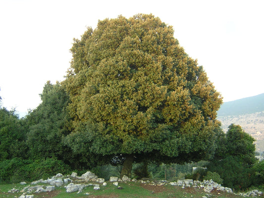 Quercus ilex - holm oak (Square vase 9x9x20 cm)