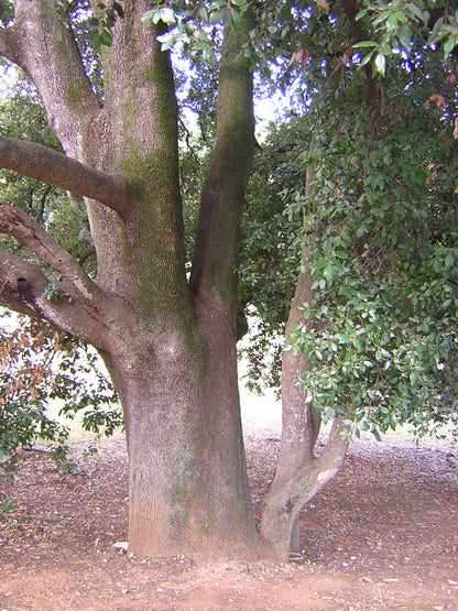 Quercus ilex - leccio (Vaso quadro 9x9x20 cm)