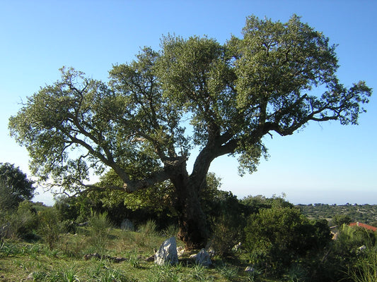Quercus suber - cork tree (forestry alveolus)