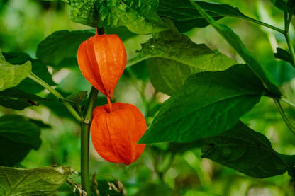 Physalis alkekengi - lanterna cinese (1 confezione di semi)