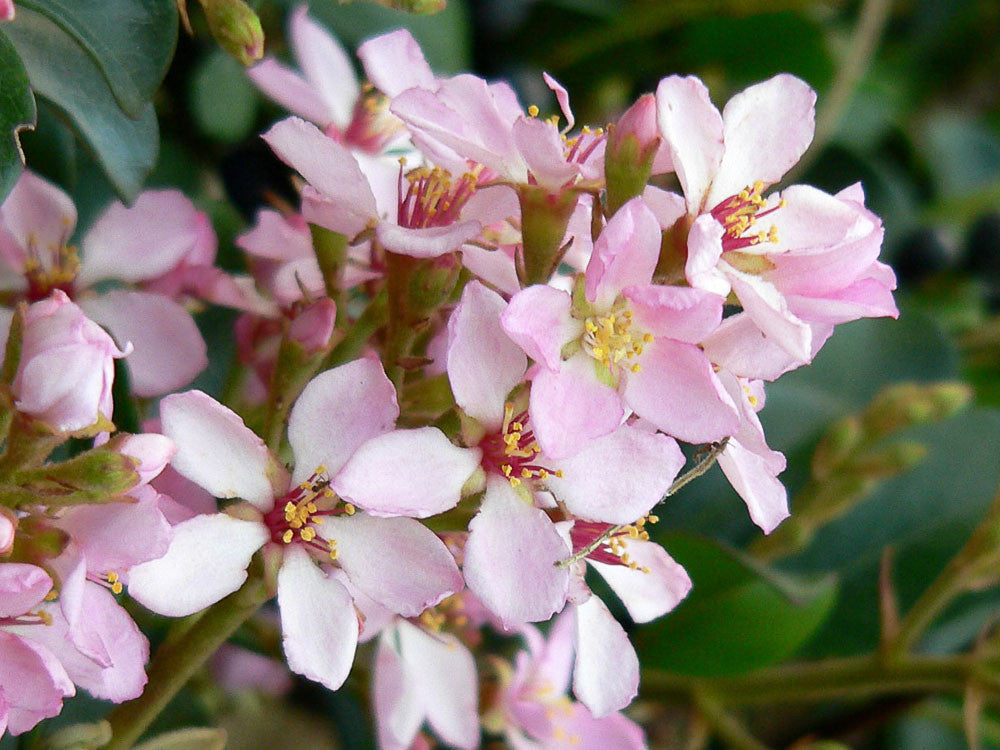 Raphiolepis indica cv "pink flower" - Indian hawthorn (Pot 18 cm)