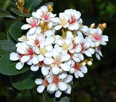 raphiolepis indica VivaiMDB