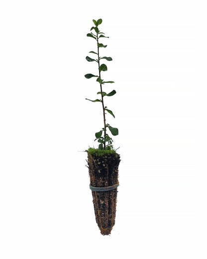 Rhamnus alaternus - buckthorn (Forest buckthorn)