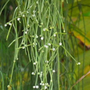 Rhipsalis baccifera - (Vaso quadro 7x7x8 cm)
