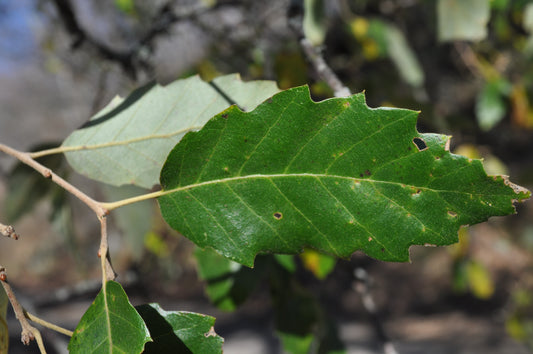 Quercus x crenata - cerrosughera (Vaso quadro 9x9x20 cm)