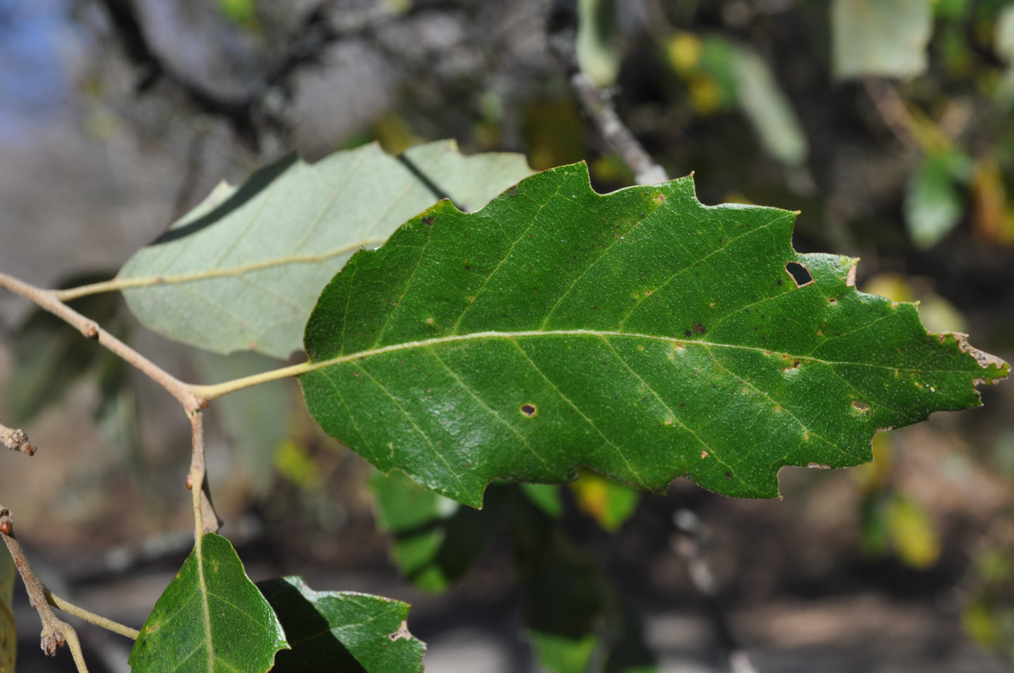 Quercus x crenata - cerrosughera (Alveolo forestale)