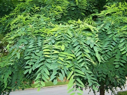 Robinia Pseudoacacia - Robinia (50-1000 Seeds)