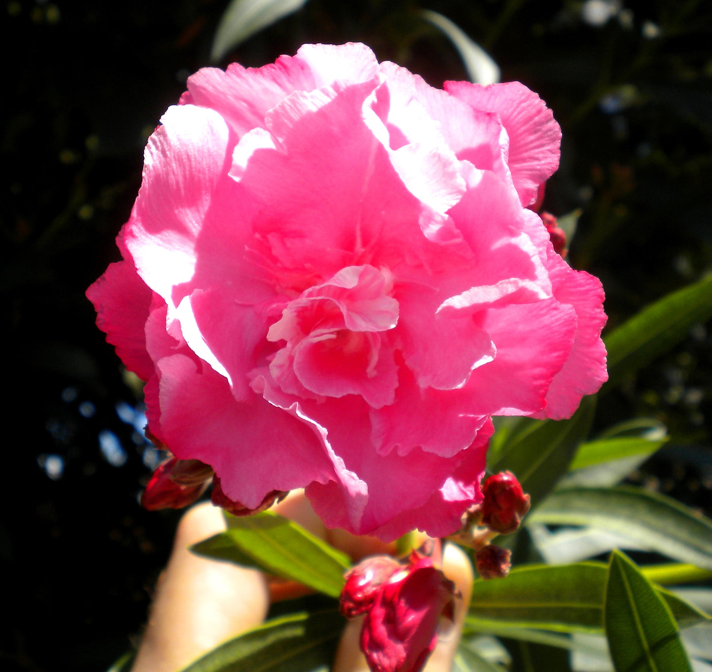 Nerium oleander "rosa doppio" - oleandro (Alveolo forestale)