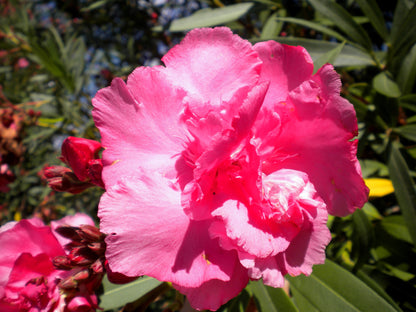 Nerium oleander "rosa doppio" - oleandro (Vaso quadro 12x12x20 cm)