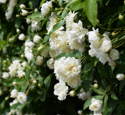 Rosa banksiae (fiore bianco) - rosa bianca rampicante (Vaso quadro 7x7x8 cm)