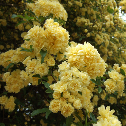 Rosa banksiae "lutea" - rosa gialla rampicante (Vaso quadro 7x7x8 cm)