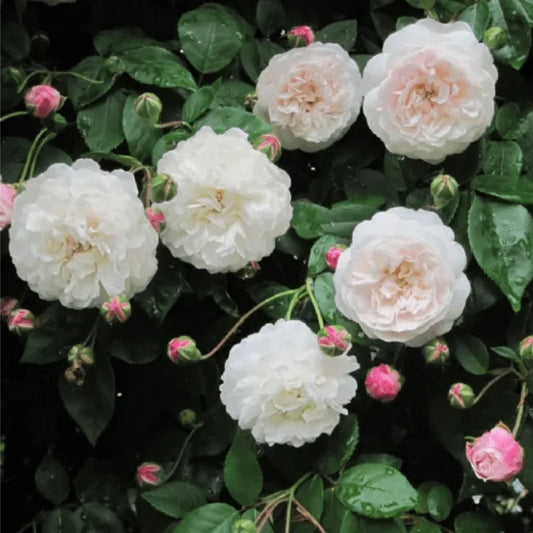 Rosa cv "félicité et perpétue" - rosa rambler bianca rampicante (Vaso quadro 12x12x20 cm)