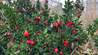 Ruscus aculeatus - butcher's broom (Square vase 7x7x10 cm)