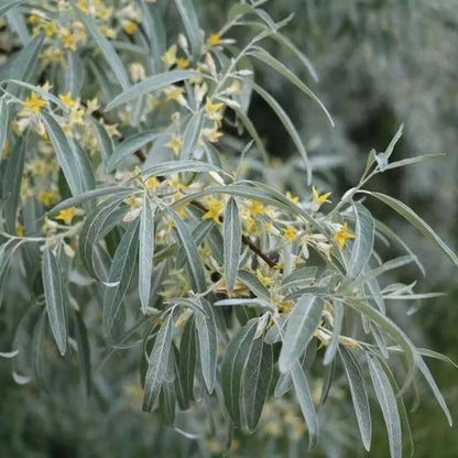 Elaeagnus angustifolia - Olivo di Boemia, olivagno (Alveolo forestale)