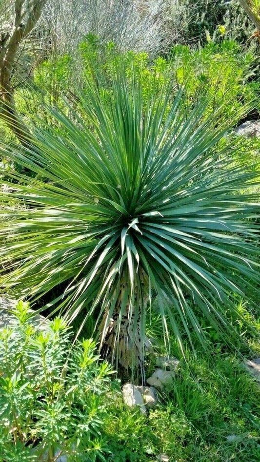 Nolina breviflora "Perote" - smoke-eating plant (Square pot 7x7x10 cm)