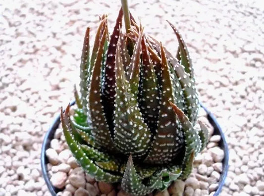 Aloe x haworthia papillosa - Hybrid Aloe (12 cm pot)