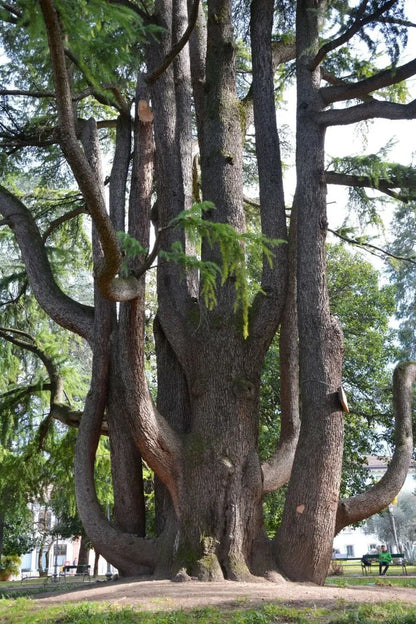 Cedrus libani - cedar of Lebanon (10 seeds)