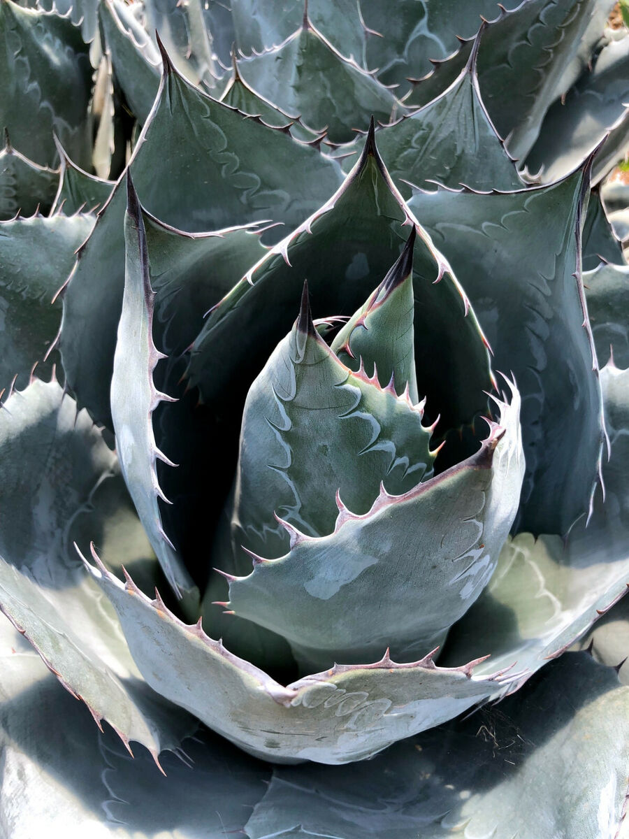 Agave parrasana - agave a foglie larghe (Vaso 15 cm)