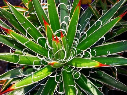 Agave x leopoldii - agave with white curls (Square vase 9x9x10 cm)